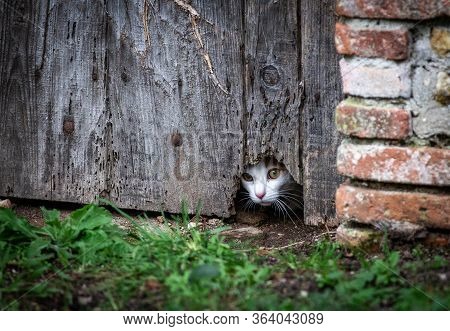 A Beautiful But Scared Cat Hided Behind A Door And Watching Who's Gonna Come
