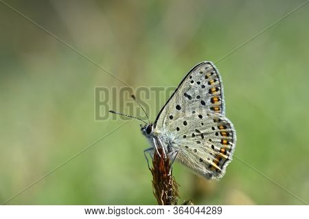 Sooty Copper Butterfly On Flower. Small Blue Butterfly, Lycaena Tityrus, On Meadow