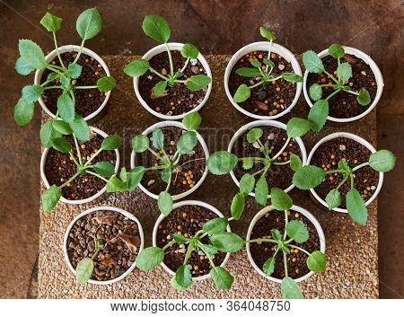 Top View Row Of  Young Growing Dorstenia Cactus In Flower Pots