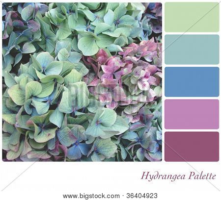 Paleta de cores de fundo de flor de hortênsia com amostras de cores complementares