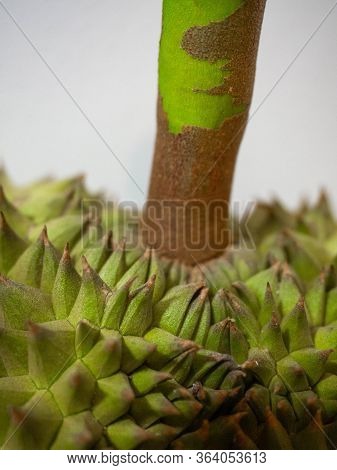 Durian, Thorny Fruit Is A Fruit Of Asia\ngolden Yellow Color Of The Fruit Is Sweet, Soft And Has A P