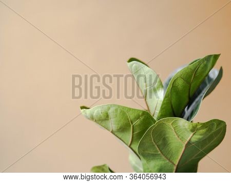 Low Green Ficus Lyrate On Beige Background