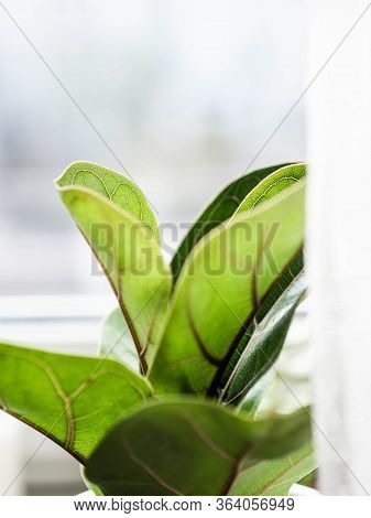 Low Green Ficus Lyrate In A Cache-pot On The Windowsill