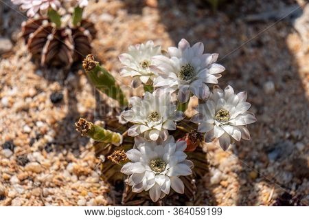 Blooming Flowers And Unripe Seed Pods Of Gymnocalycium Mihanovichii Lb2178 Agua Dulce Hybrid Cactus,