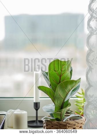 Low Green Ficus Lyrate In A Cache-pot On The Windowsill