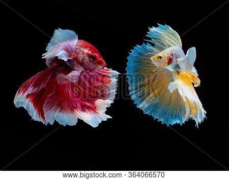 Action And Movement Of Thai Fighting Fish On A Black Background