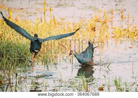 Goa, India. Grey-headed Swamphen Birds In Morning Looking For Food In Swamp. Porphyrio Poliocephalus
