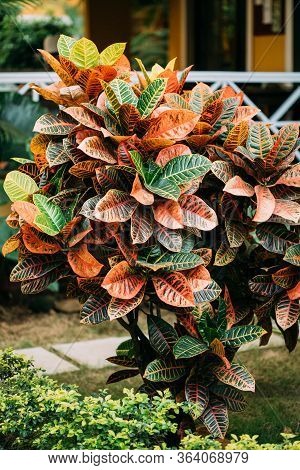 Colorful Crotons - Codiaeum - Bushes Growing Along Walkway, Way Park Garden.