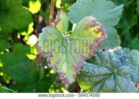 Black Currant Disease. Anthracnose On The Leaf. Close-up