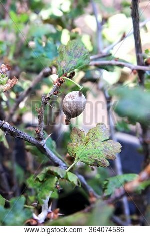 Gooseberry Disease. American Gooseberry Mildew. Leaves Infected Oidium. Fruit Damaged Fungus. Berrie