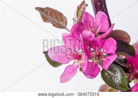 Blooming Apple Isolated On White Background