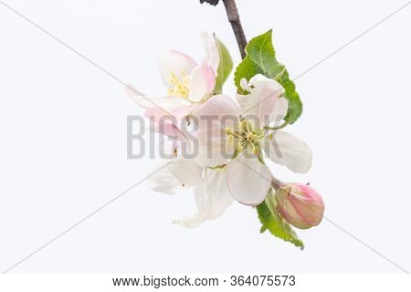 Blooming Apple Isolated On White Background