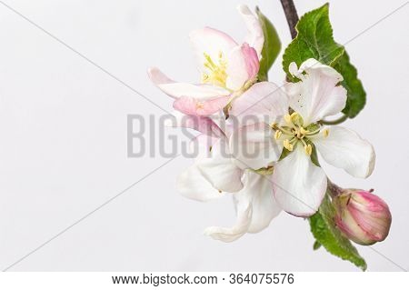 Blooming Apple Isolated On White Background