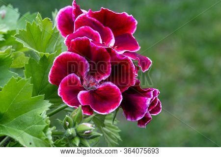 Red Pelargonium In White Flower Pot In The Garden