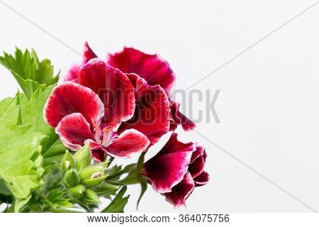 Red Pelargonium In White Flower Pot