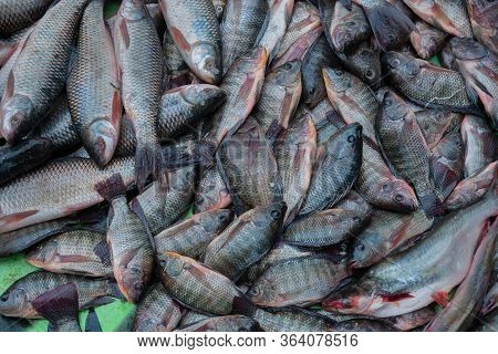 Various Fishes Displayed For Sale At Territy Bazar, Kolkata, West Bengal, India..