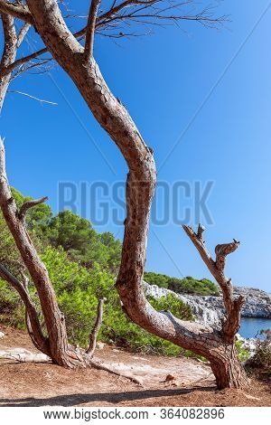 Seascape With Trees In The Foreground. Menorca, Balearic Islands, Spain
