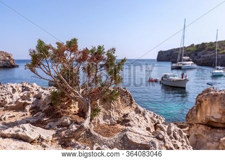 Seascape View Of The Famous Bay Cala Turqueta (focus On Young Pine Tree In The Foreground) Menorca, 