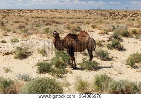 Camelus Bactrianus. Bactarian Camel In The Desert Of Kazakhstan. Aral District Of Kyzylorda Region.