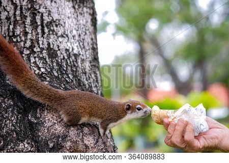 Close-up A Hands Of Thai Asian Old Man Who Was Sending Bread To Give A Squirrel On A Tree In Public 