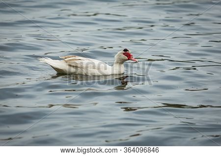 Large Southamerican Muscovy Duck, A Domestic Duck Of White Color With Red Beak Swimming In Blue Lake
