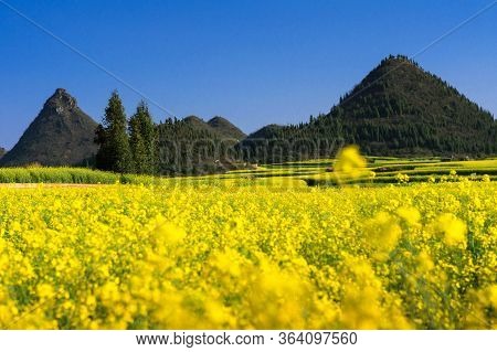 Yellow Rapeseed Flowers Field With Blue Sky At Luoping County, China