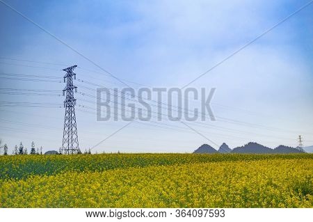 Yellow Rapeseed Flowers Field With Blue Sky At Luoping County, China