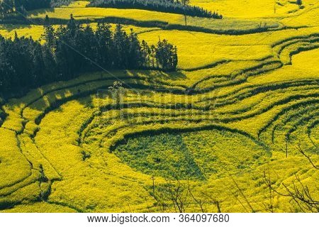 Rapeseed Flowers At Snail Farm Luositian Field In Luoping County, China