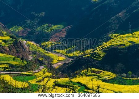 Rapeseed Flowers At Snail Farm Luositian Field In Luoping County, China