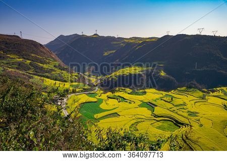 Rapeseed Flowers At Snail Farm Luositian Field In Luoping County, China