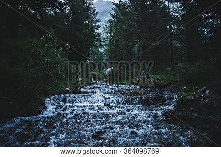 Fast Mountain Creek Flows In Dark Forest. Cascade Stream In Backwoods Among Dense Thickets And Conif