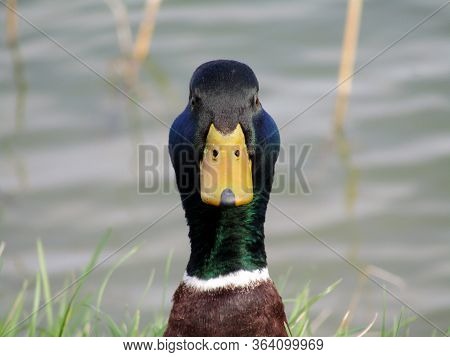 A Beautiful Wild Duck On The Shore Of A Lake At The Beginning Of Spring