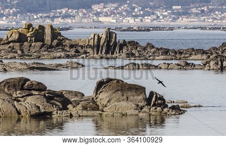 A Cormorant Flies Over The Rocks On The Shore Of The Arosa Island, Spain, During Low Tide On A Sunny