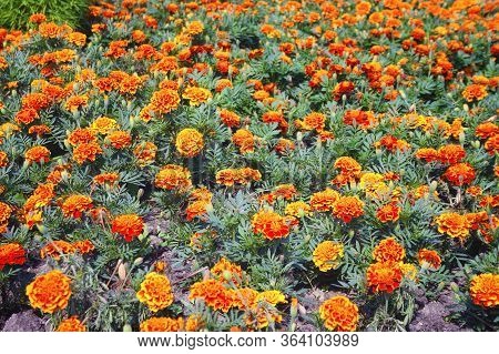 Tagetes In The Garden. Tagetes Garden Flowers. Tagetes - Magic Flowers.