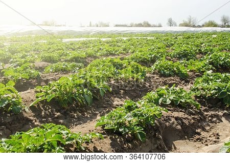 Rows Of Young Potato Bushes On A Sunny Day. Agroindustry, Cultivation. Growing Vegetables. Fresh Gre