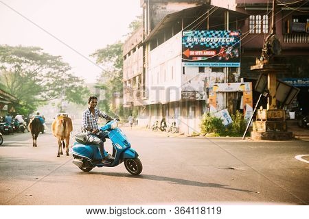 Margao, Goa, India - February 16, 2020: Man Driver Riding On Scooters Motorcycle And Cows Walking On