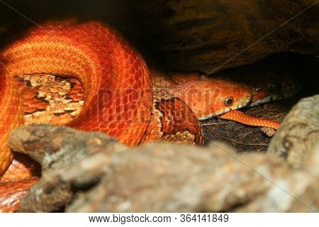 Close Up Corn Snake In The Cave