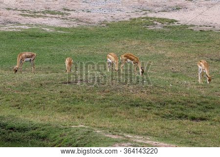 The Group Springbok Eatting Grass In The Sawanna Garden