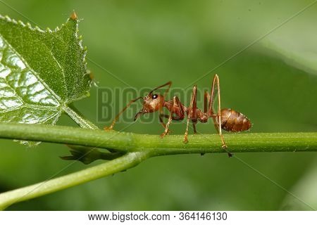 Close Up Red Ant On Green Laef In Nature At Thailand