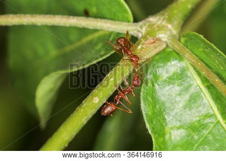 Close Up Two Red Ant On Green Laef In Nature At Thailand
