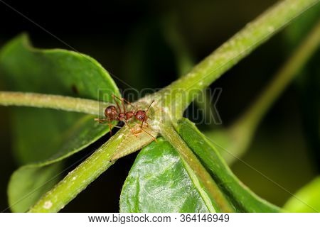 Close Up Red Ant On Green Laef In Nature At Thailand