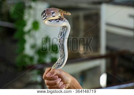 Close Up Rat Snake On Hand Asia Man