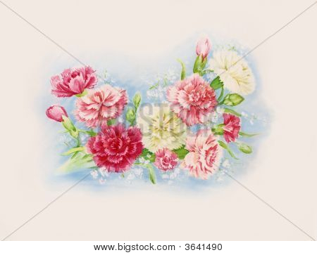Dianthus