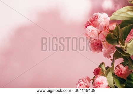 Flowers Of Tuberous Begonias Begonia Tuberhybrida Next To The Wall With Shadow. Pink Background With