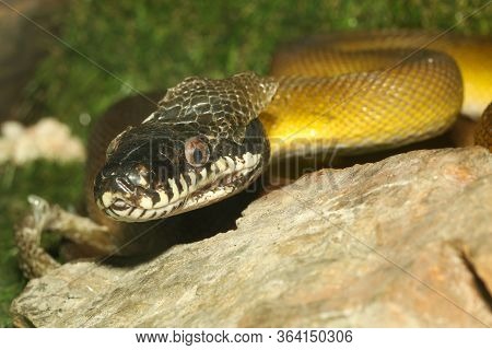 White Lipped Python Snake In Garden At Thailand