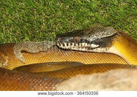 White Lipped Python Snake In Garden At Thailand