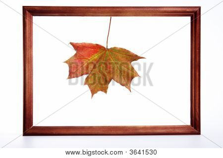 Foglia d'acero In un quadro
