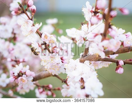 Spring, Flowering Tree With Bee, Flowering Apricot, Garden, Flower, Wallpaper