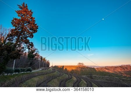 Winter Sunset In The Vineyards Of Collio Friulano