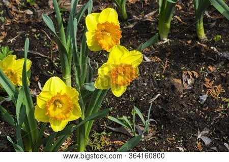 Narcissus Of The Bulley Species On A Flowerbed.